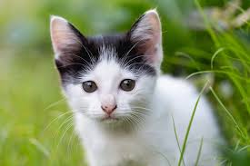 Healthy Cat Weight