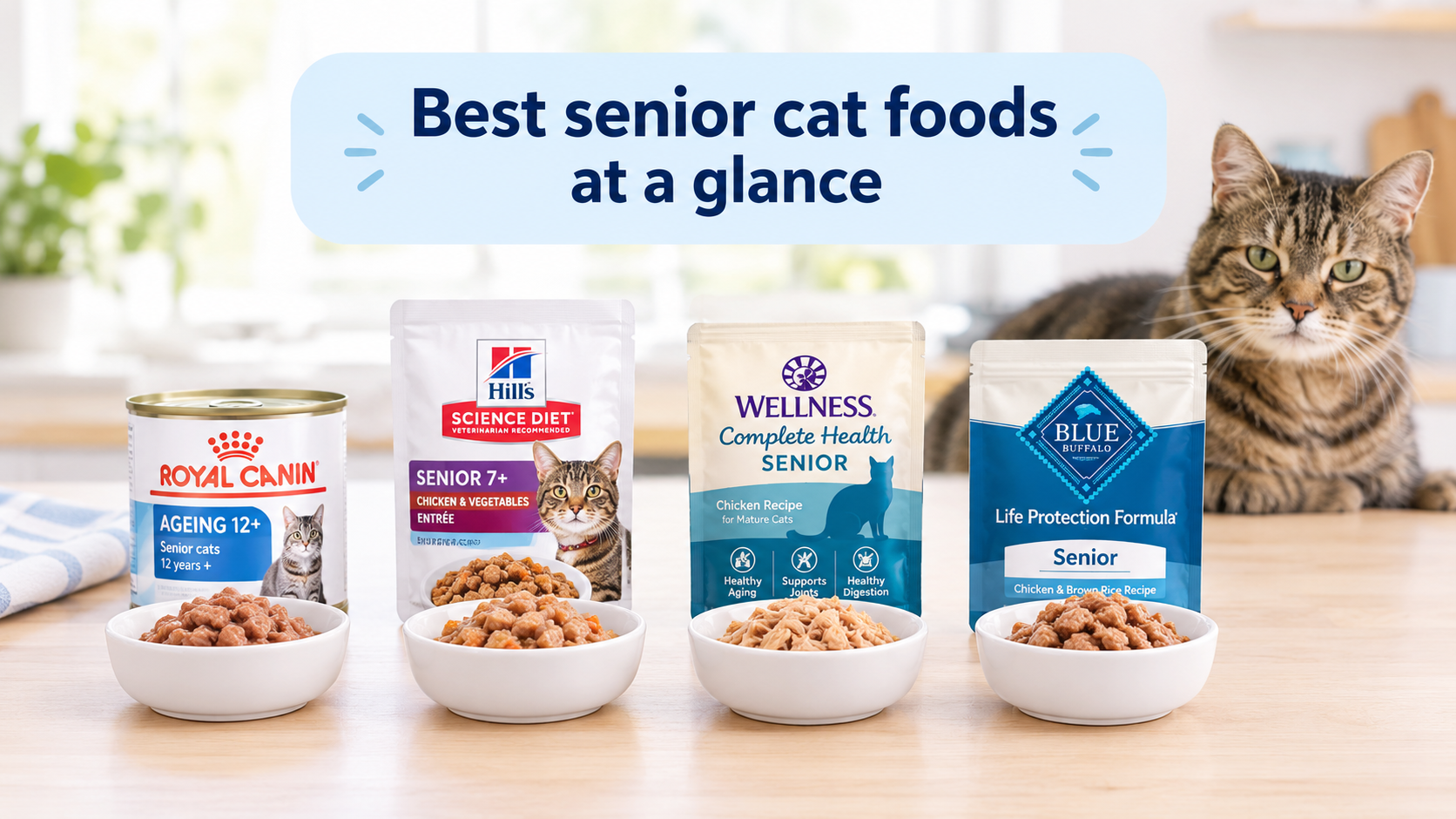 senior cat food options